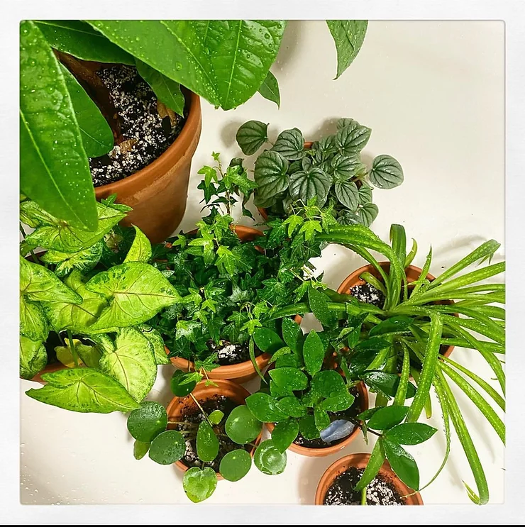 Various houseplants grouped together sitting on white backdrop.