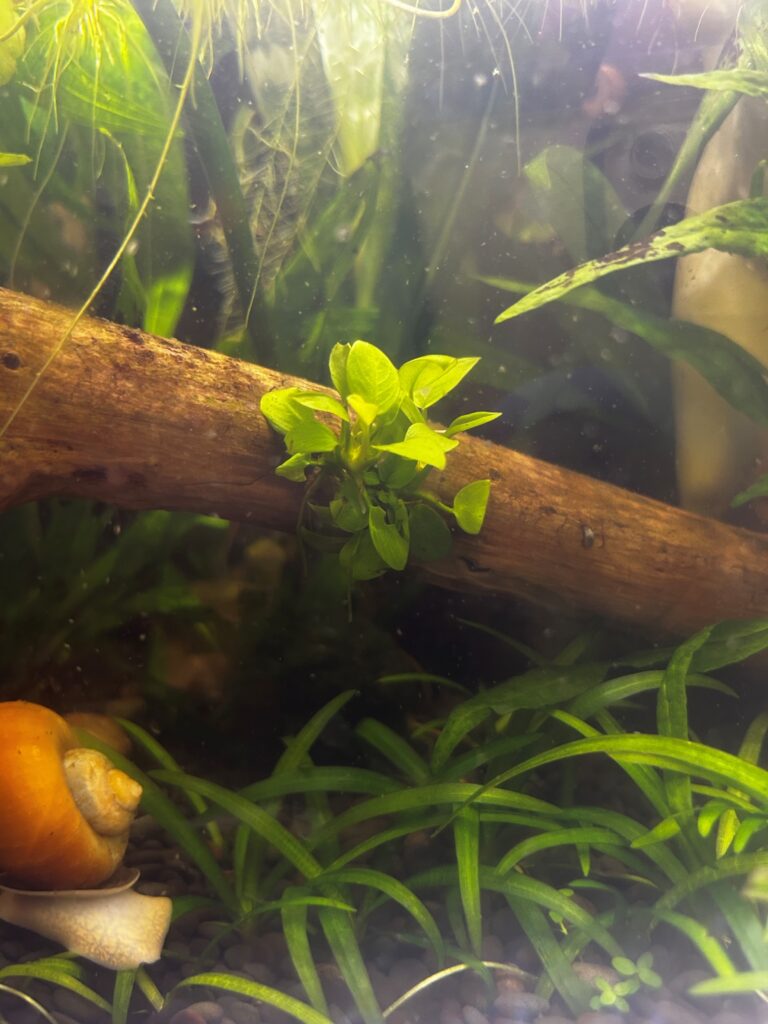 Anubias/aquatic plant glued to wood in rimless aquarium.