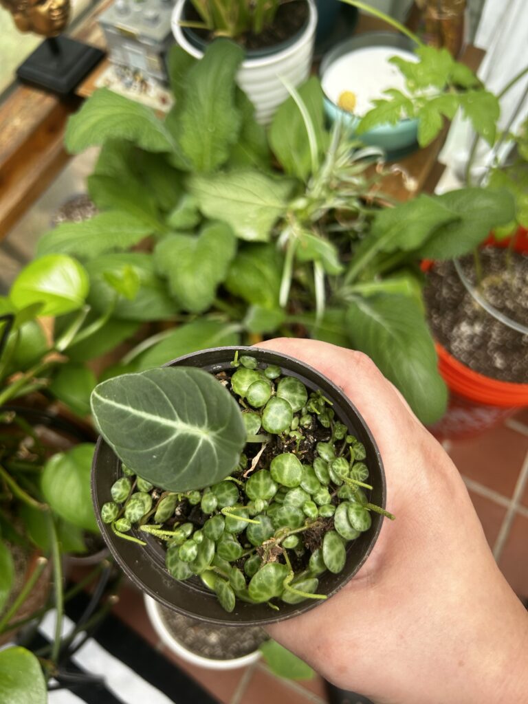 String of turtles (Peperomia prostrata) and black velvet alocasia (alocasia reginula) being held over foxgloves (Digitalis purpurea) and jade pothos (Epipremnum Aureum)