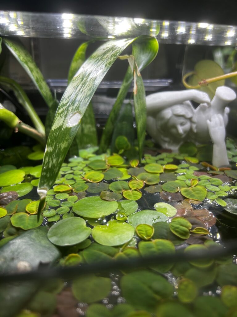 Floating plants sit in a rimless aquarium. A statue of a woman holding a pot in in the background.