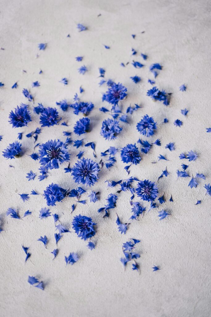 Tops of the cornflower sits on a white backdrop